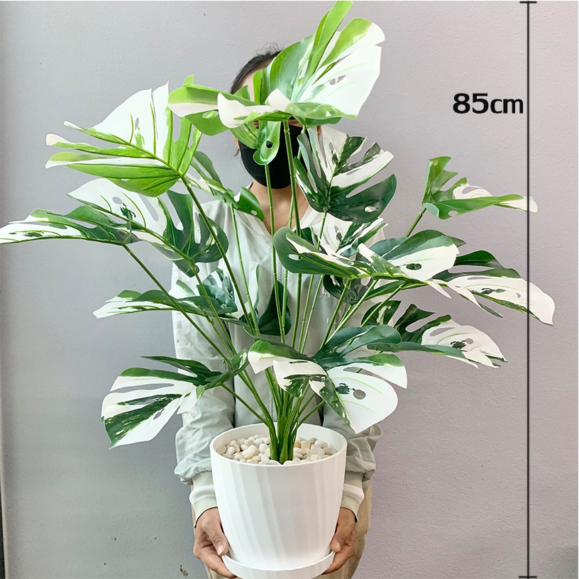 PlantsCenter P005 ต้นไม้ปลอม(ฟรีหินโรย)ต้นไทรใบสัก มอนสเตอร่า ฯลฯ สูง40-105ซม.พร้อมกระถางและหินสีขาว รูปที่ 6