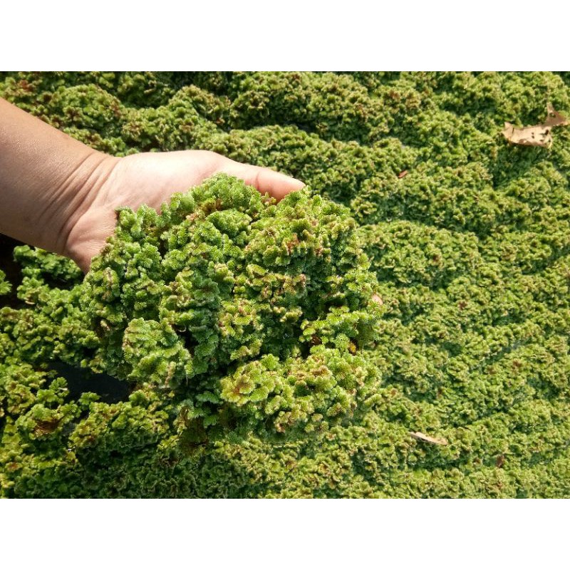 แหนแดง  Azolla microphylla. พันธุ์กรมวิชาการเกษตร