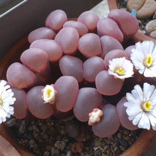 🌼Conophytum friedrichiae 10 seeds🌼