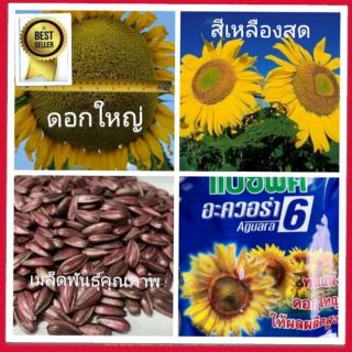 (จำนวน100เมล็ด)เมล็ดพันธุ์ดอกทานตะวัน  พร้อมส่ง ดอกใหญ่  สีเหลืองสด  ทนแล้ง