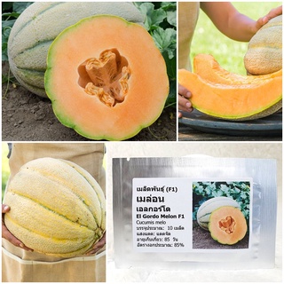 เมล็ดพันธุ์ เมล่อน เอลกอร์โด El Gordo Melon F1 Seed บรรจุ 10 เมล็ด คุณภาพดี ราคาถูก ของแท้ 100%