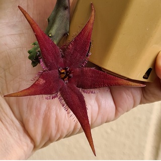 เกํงจีนดอกปลาดาว  (Stapelia schinzii M) หน่อเด็ดสด หรือส่งทั้งกระถาง: ไม้อวบน้ำ แคคตัส cactus