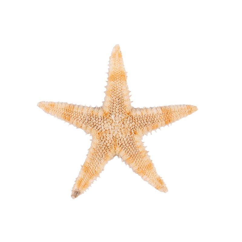 Small Starfish Star Sea Shell Beach Craft 0.4 inch-1.2 inch 90 Pcs ...