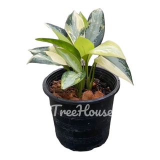 สุวรรณภูมิด่าง (Aglaonema suvarnabhumi variegated) กระถาง 4 นิ้ว 3-4 ใบ