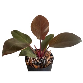 🪴 🌱ต้นกุมารดำเรียกทรัพย์🌱 (Philodendron Black Cardinal)🪴ฟอร์มสวยและต้นใหญ่มาก /🪴ฟิโลเดนดรอน แบล็คคาดินัล ในกระถาง10 นิ้ว