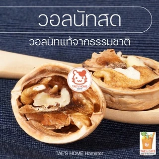 [สินค้าใหม่] วอลนัทสด ขนมสำหรับสัตว์เล็กและสัตว์ฟันแทะทุกชนิด แทะได้ ทานได้ เป็นแหล่งโปรตีน ลับฟันได้