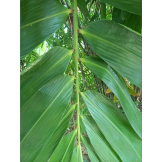 ใบไผ่ใหญ่ห่อขนมขนาด5-7cm