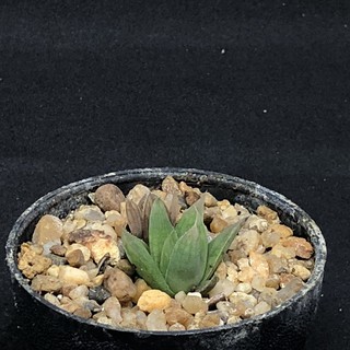 Haworthia ฮาโวเทีย ขนาดเล็ก