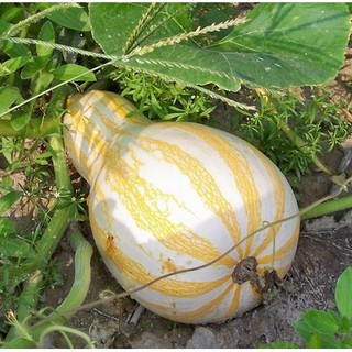 เมล็ด ฟักทองคัสซอว์สีส้ม - Cushaw Orange Striped Squash