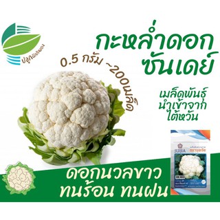 กะหล่ำดอก เจเจ ซันเดย์ (Cauliflower)​​