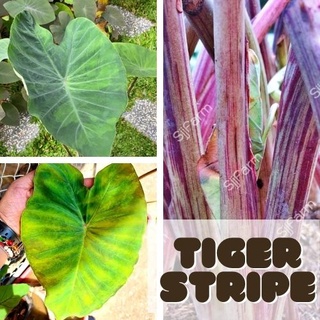 1 ต้น Colocasia Tiger Stripe บอนลายเสือ บอนป่าหายาก ลายต้นสวยชัด ลายใบโดดเด่น ปลูกประดับสวยงาม ส่งแบบตัดใบ