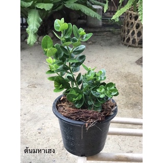 ต้นมหาเฮง หรือ หีบไม้งาม ขนาด 6”