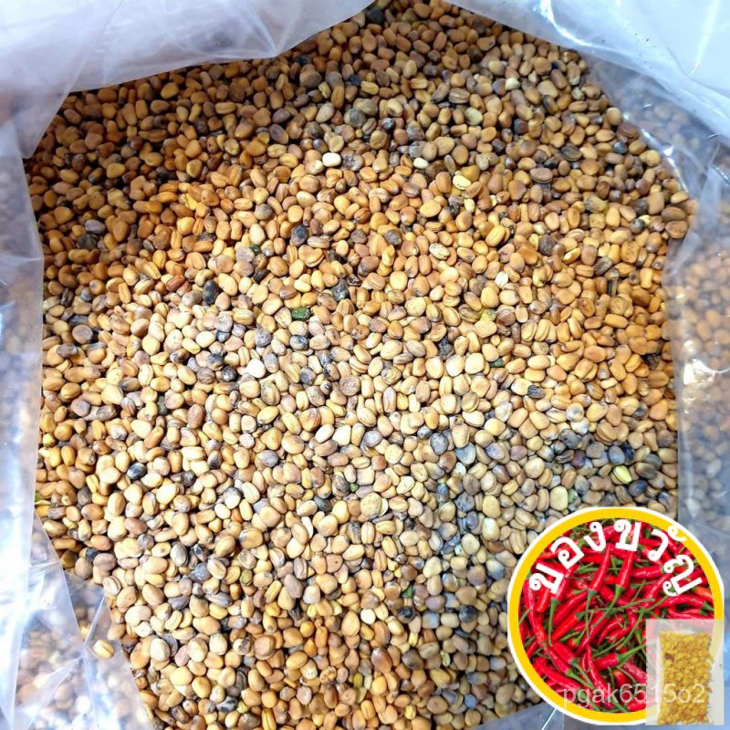 Radish (Triton) Seeds for growing Microgreen / Greens (approx 65 seeds / gram)เมล็ดเชีย เมล็ดกุหลาบ 