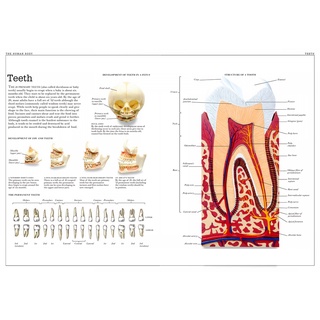 สติกเกอร์โปสเตอร์ ผ้าใบ รูปหู จมูก สไตล์วินเทจ คลาสสิก สําหรับติดตกแต่งผนังบ้าน ห้องเด็ก