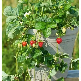 เมล็ดพันธุ์ Strawberry สายพันธุ์ Seascape 50 เมล็ด เมล็ดพันธุ์นำเข้าจาก ยุโรป