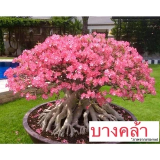 เมล็ดชวนชม ชวนชม เมล็ดดอกไม้ พันธุ์ยอดนิยม ราชินีพันดอก บางคล้า เขาหินซ้อน ฯลฯ เปอร์เซ็นการขึ้นดีมาก เพาะง่าย ไม้มงคล