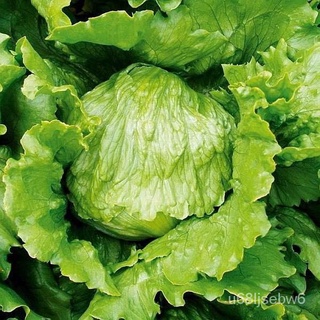 ถูก ใหม่ สายพันธุ์เมล็ดพันธุ์ ผักสลัด ไอซ์เบิร์ก (Iceberg Lettuce Seed) บรรจุ 100 เมล็ด YWC2