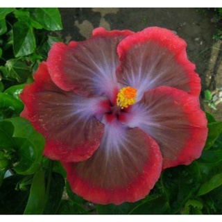 เมล็ดพันธุ์ชบาไต้หวัน แวมไพร์ บลัด(Vampire Blood Taiwan Hibiscus Seed)บรรจุ 10 เมล็ด ของแท้ คุณภาพดี นำเข้าจากต่างประ