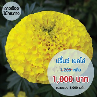 AGA SHOP ดาวเรืองปริ้นซ์ สีเหลือง 1000 เมล็ด