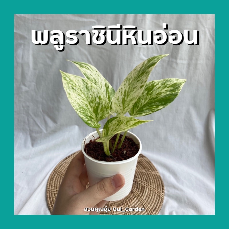 ต้นพลูราชินีหินอ่อน พร้อมกระถาง3นิ้ว ต้นไม้มงคลจิ๋ว
