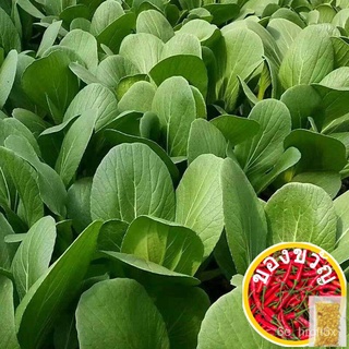 เมล็ดพันธุ์ผักสีเขียว Shouhe Green Stem Vegetable Long Leaf Vegetable Small White Cauliflower Red Amaranth Cabbage Seed