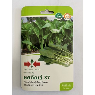 ทศกัณฐ์ 37 ศรแดง เมล็ดพันธ์ุ ผักกาดกวางตุ้งต้น ชื่อพันธ์ุ ทศกัณฐ์ 37 เมล็ดพันธ์ุคุณภาพตราศรแดง บรรจุในซองคุณภาพอย่างดี