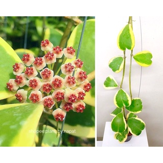 hoya kerrii variegata โฮย่าใบหัวใจด่างนอก