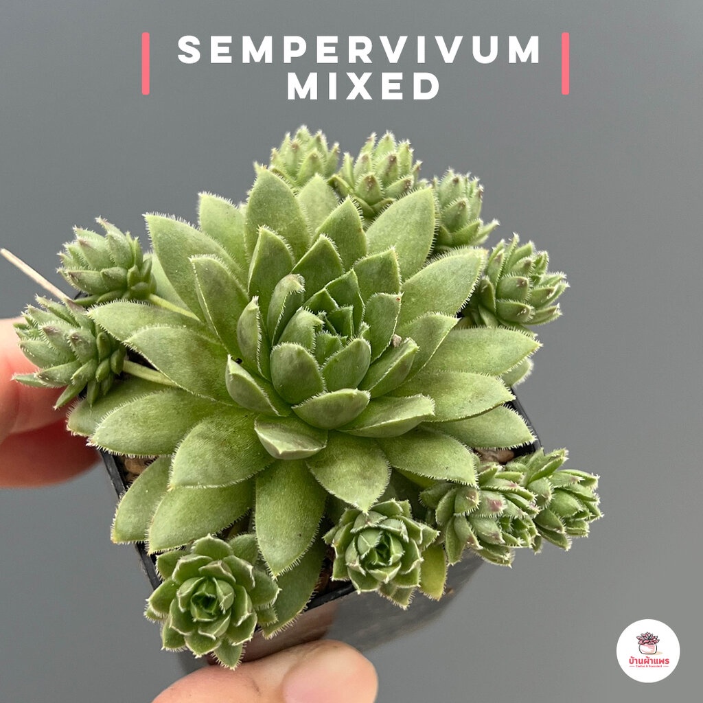 Sempervivum Mixed ไม้อวบน้ำ กุหลาบหิน cactus&succulentหลากหลายสายพันธุ์