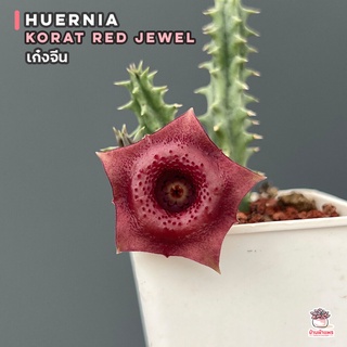 เก๋งจีน Huernia Korat red Jewel แคคตัส กระบองเพชร cactus&amp;succulent