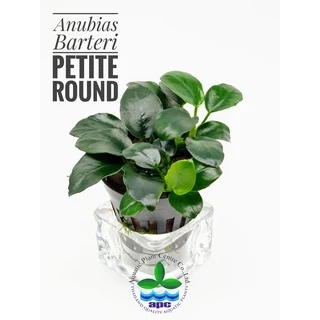 [APC] Anubias barteri petite round (อนูเบียสบาเทอรี่แคระใบกลม) [ไม้น้ำ - Aquatic Plants] P608/L680