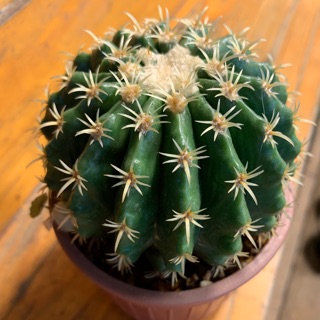 ถ้งทองหนามสั้น Echinocactus grusonii brevispinus อยู่ในกระถางขนาด 4.5 นิ้ว