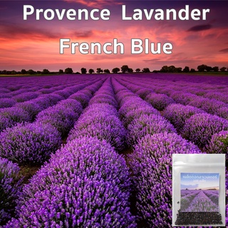 เมล็ดลาเวนเดอร์ 200 - 650เมล็ด Provence Lavander  (French Blue) ไม่ใช่ลาเวนเดอร์อังกฤษ