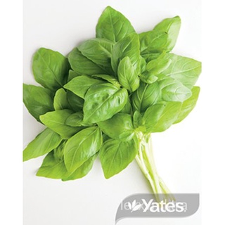 YPH Basil, Sweet Seedsมะละกอ/ผักชี/ดอกทานตะวัน/ผู้ชาย/seeds/เด็ก/แม่และเด็ก/เสื้อ/บ้านสวน/หมวก/ EKQO
