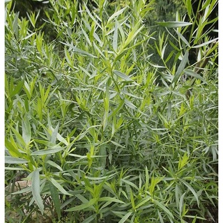 รัสเซียน ทาร์รากอน Artemisia dracunculus Russian tarragon 300 เมล็ด นำเข้าอังกฤษ