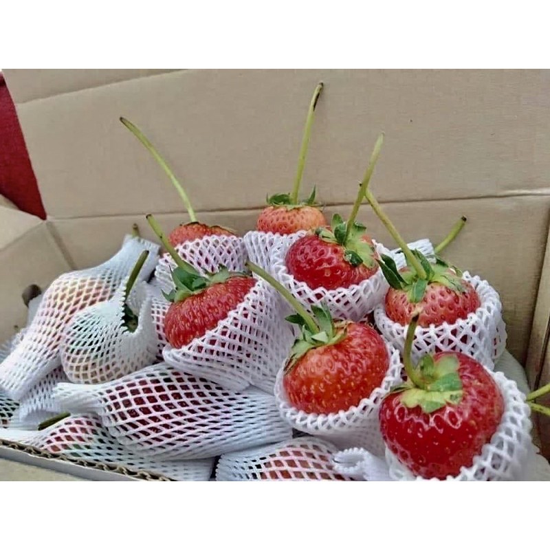 พร้อมส่ง🍓 สตอเบอรี่สดพันธุ์80 ไซด์จัมโบ้(พิเศษ) 1กิโล จากสะเมิง เชียงใหม่  | Shopee Thailand