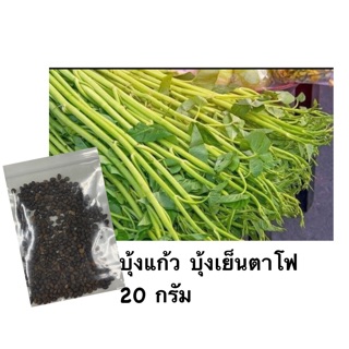 เมล็ดพันธ์ุ ผักบุ้งแก้ว ผักบุ้งเย็นตาโฟ 20 กรัม(ประมาณ 350-400เมล็ด)