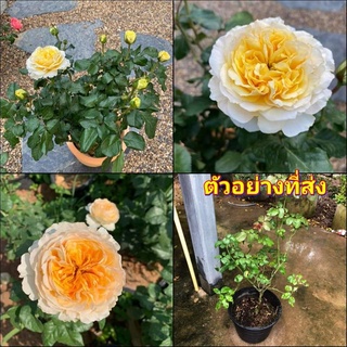 (1ต้น) ดอก ต้น กุหลาบ เบียทริซ Beatrice Rose กุหลาบเบียทริซ buncha