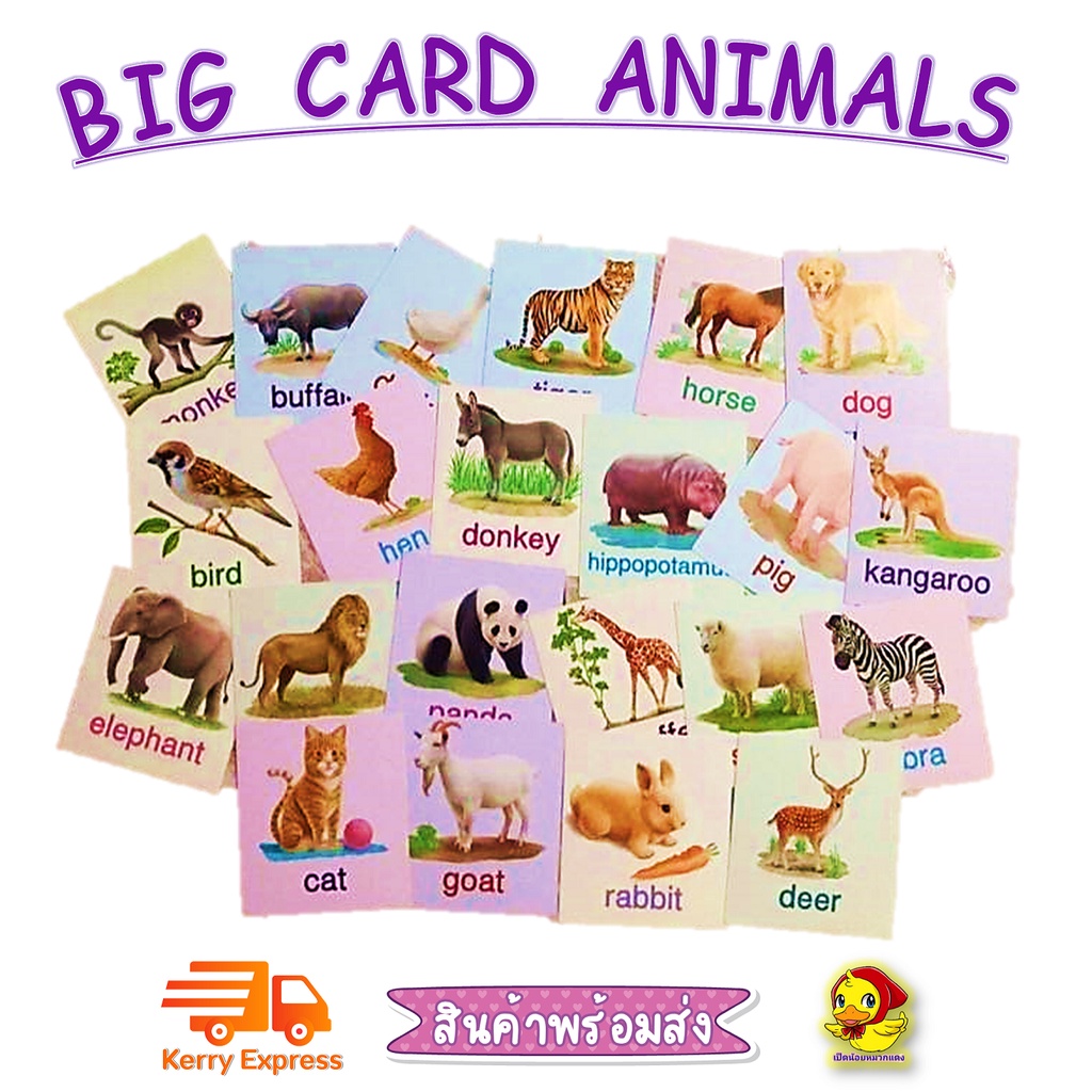 Big card สัตว์ป่ามหาสนุกแฟลชการ์ด Flash Card Animal บัตรคำ เสริมพัฒนาการ flashcard