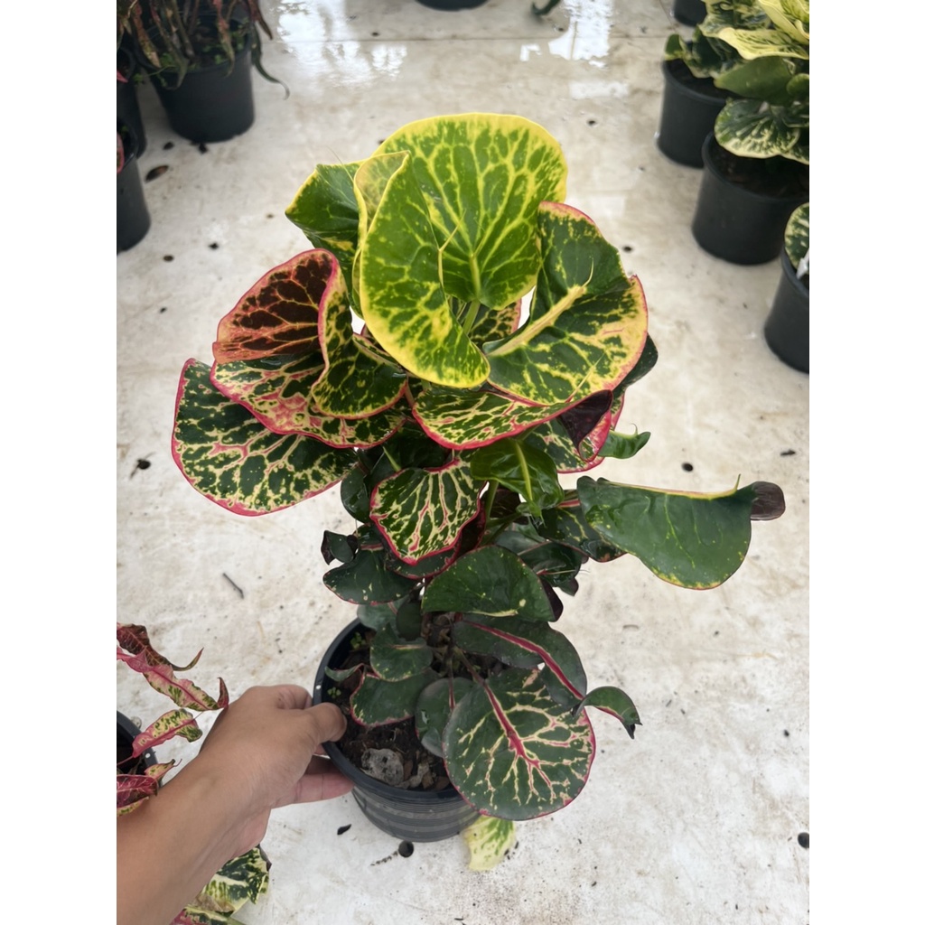 มุมมอง 3