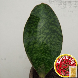 Whale Fin Snake Plant (Sansevieria Masoniana)男装/母婴/生菜/手链/向日葵/玫瑰/香菜/儿童/木瓜/上衣//กุหลาบ S2DH