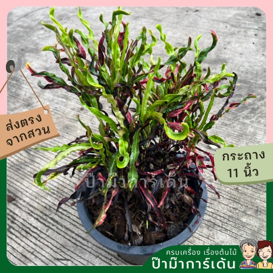 มุมมอง 3