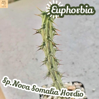 [ยูโฟเบียโนว่าโซมาเลียฮอร์ดดิโอ] Euphorbia Sp.Nova Somalia Hordio ส่งพร้อมกระถาง แคคตัส Cactus Succulent Haworthia