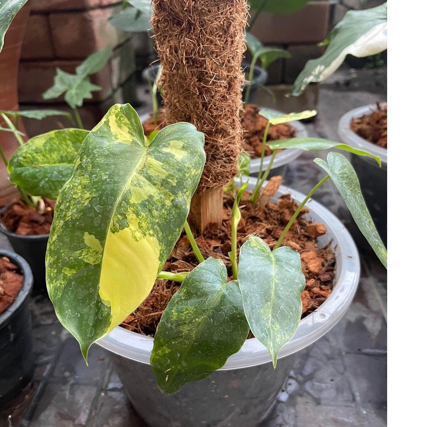เบอร์เบิ้ลมาร์ค ฟิโลเดนดรอน เบอร์เบิ้ล มาร์ค ด่าง Philodendron Burle Marx Variegated
