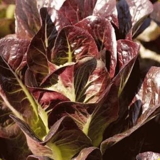 สลัดเรดคอส (เมล็ด) Super Red Romaine Lettuce