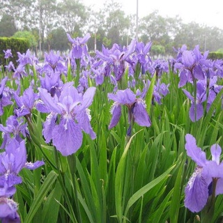 ของแท้ 100% เมล็ด (100 pcs Blue Iris lactea Flower Seeds)เมล็ดพันธุ์ดอกไอริสสีน้ำเงินกระถา เมล็ดพันดอกไม้ เมล็ดดอกไม้สวย