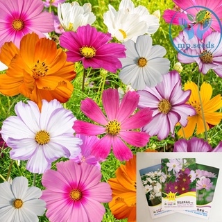 เมล็ดดอกคอสมอส 50 - 300 เมล็ด Cosmos Seed