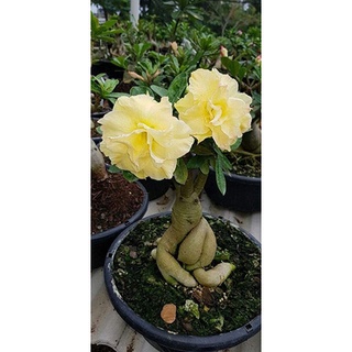 12 เมล็ด เมล็ดพันธุ์ ชวนชม สายพันธุ์ไต้หวัน ดอกสีเหลือง Adenium Seeds