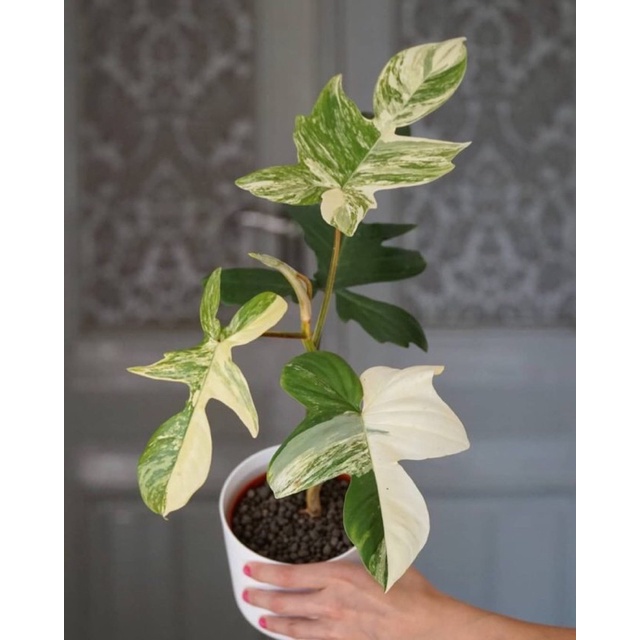 เนื้อเยื่อ: Philodendron Florida Beauty Variegata: ก้ามกุ้งด่าง