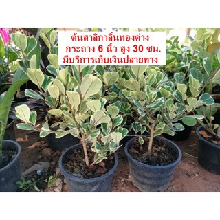 ต้นสาลิกาลิ้นทองด่าง​ กระถาง​ 5​ นิ้ว​ ราคา​ 45บาทค่ะ**สินค้าขายดี**