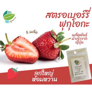 สตรอเบอร์รี่​ นำเข้าจากญี่ปุ่น 5 เมล็ด #strawberry​